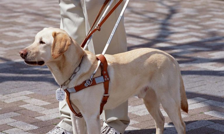 Tassista musulmano rifiuta cane-guida di un non vedente perché “impuro” [VIDEO]