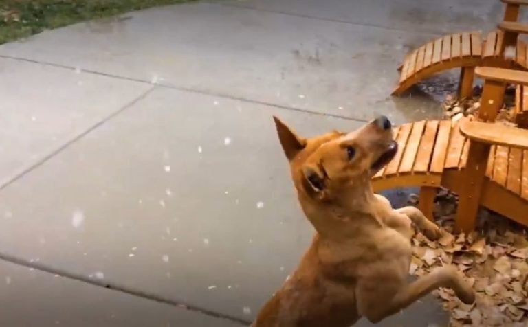 Il cane mangia-neve… [VIDEO]