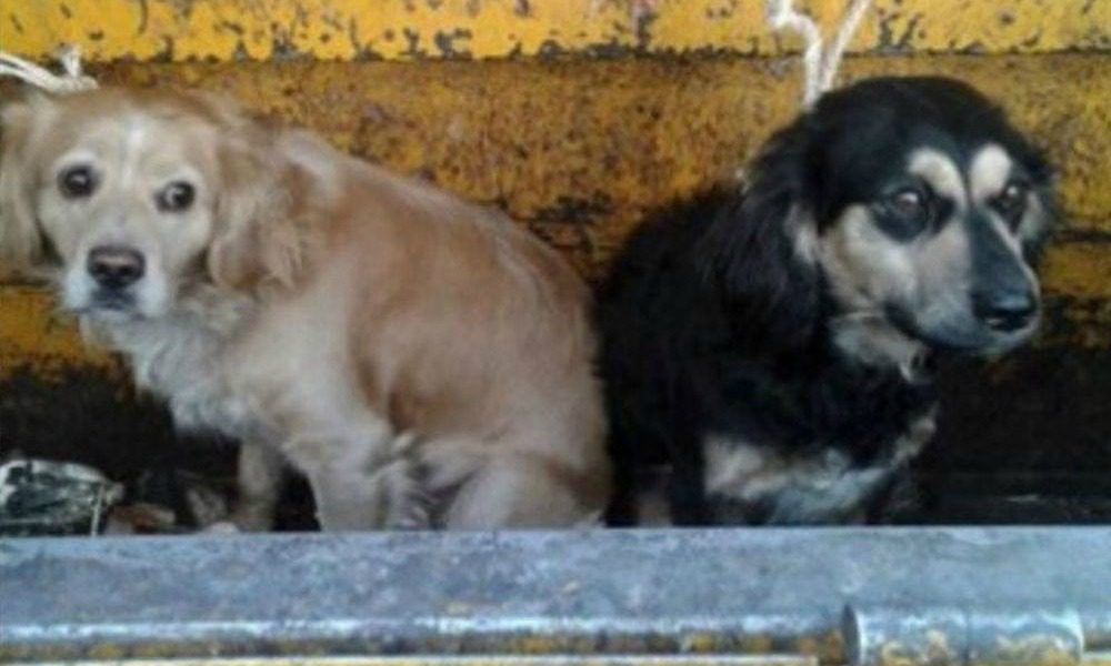 Non vuole più tenere i cani e li getta nel camion della spazzatura insieme ai rifiuti