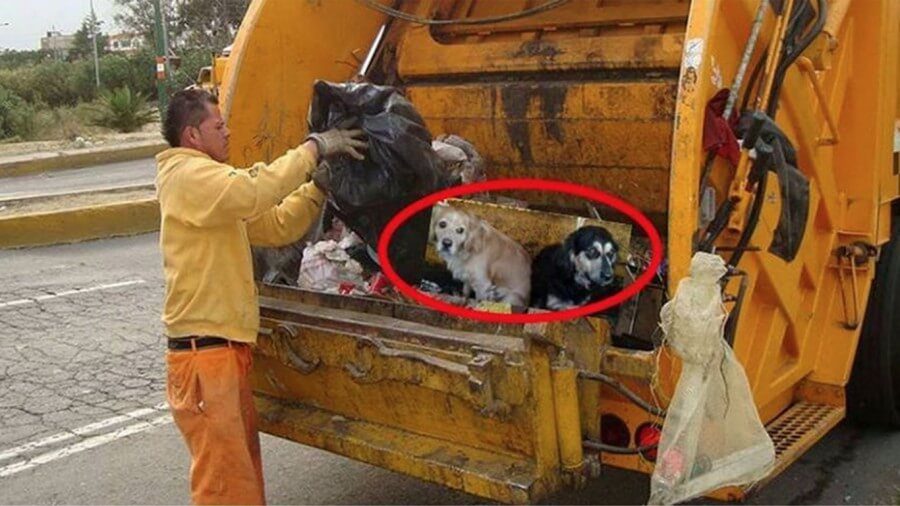 Non vuole più tenere i cani e li getta nel camion della spazzatura insieme ai rifiuti