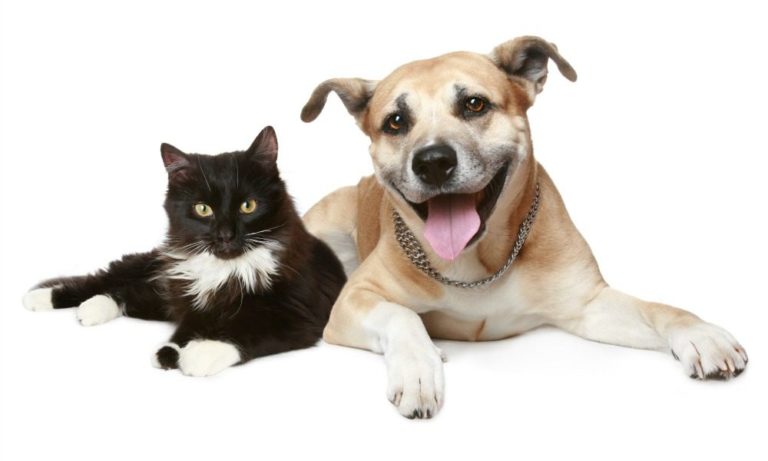 Cani, gatti e diabete: quali sono le razze che si ammalano di più?