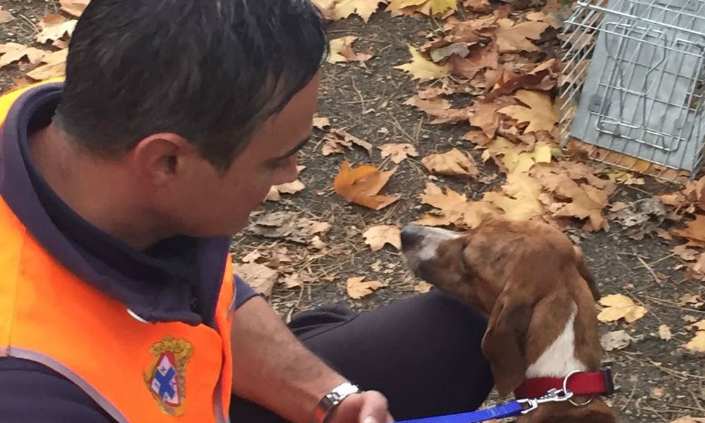 Terremoto: sale a 800 il numero degli animali assistiti dall'ENPA, incessante il lavoro dei volontari