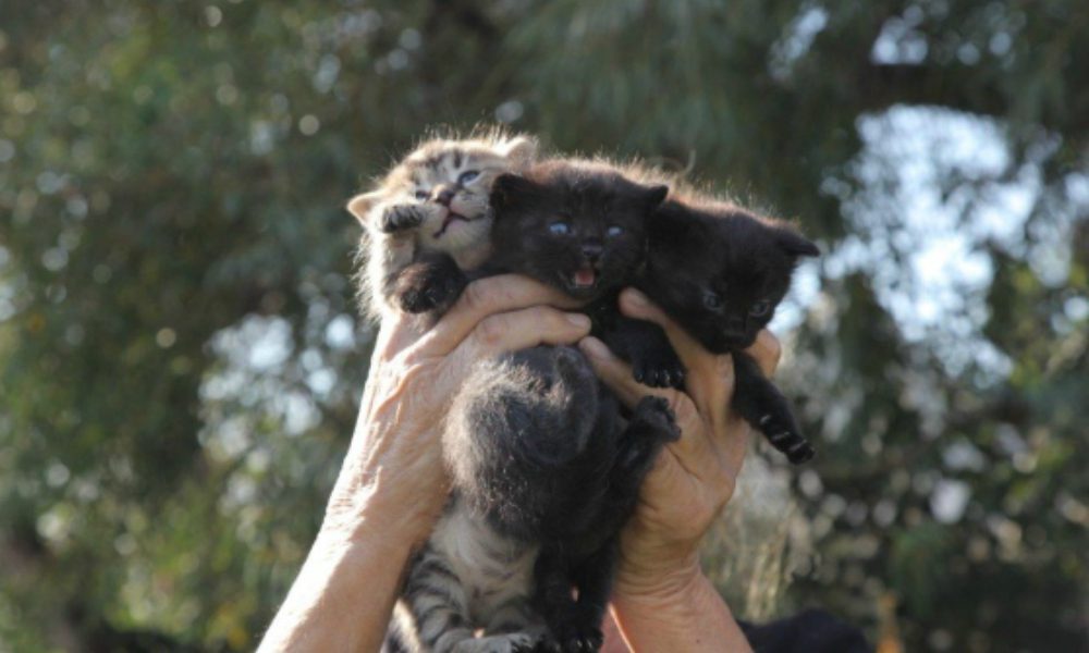 Lancia un sacchetto con tre gattini nel giardino dei vicini: incastrato dalla telecamera di sorveglianza