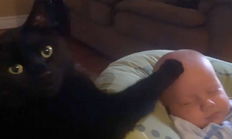 Il bimbo piange, il gatto ha un rimedio infallibile [VIDEO]