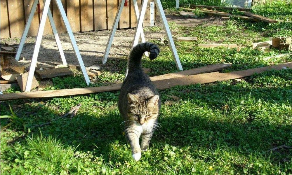 Shock a Rimini: anziano sevizia e uccide il gatto della nipote e tortura il cane