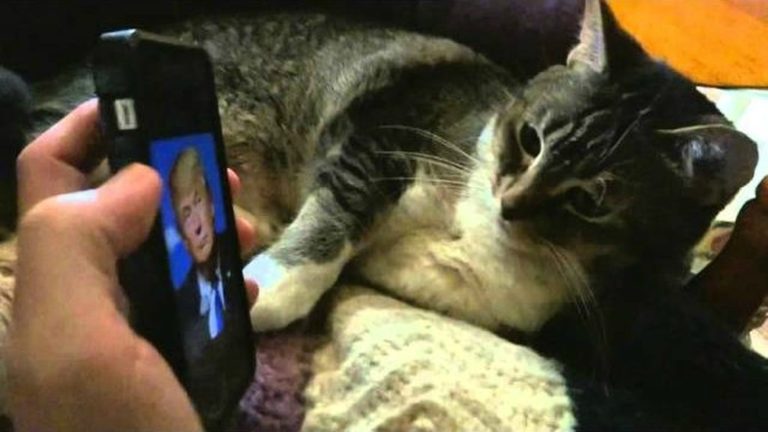 Animali che odiano Trump [VIDEO]
