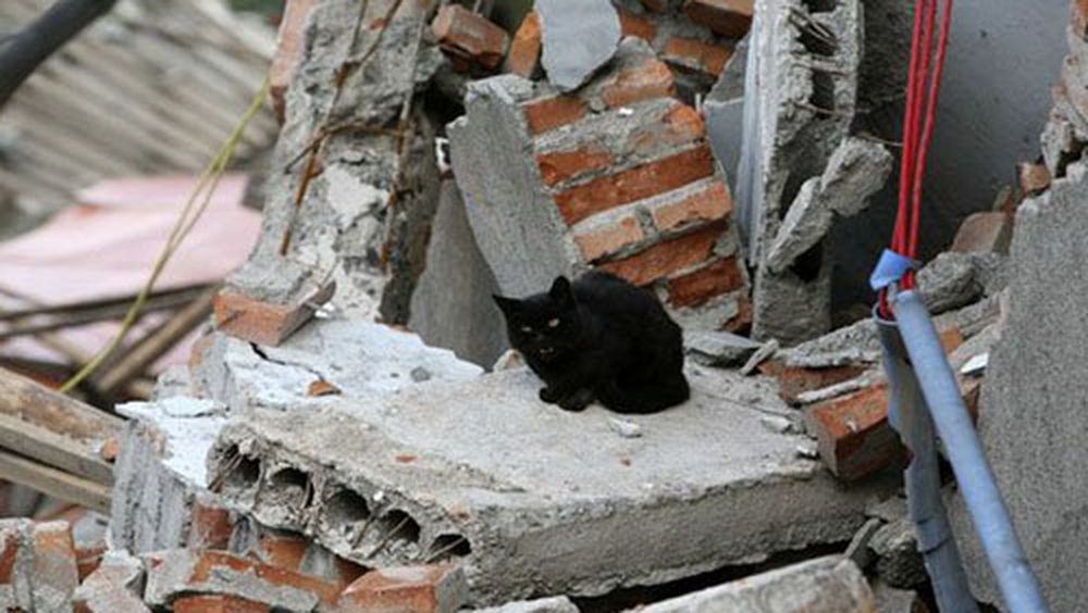 Nuova scossa di terremoto: ritorna alto lo stato di allerta, tanti gli animali in pericolo