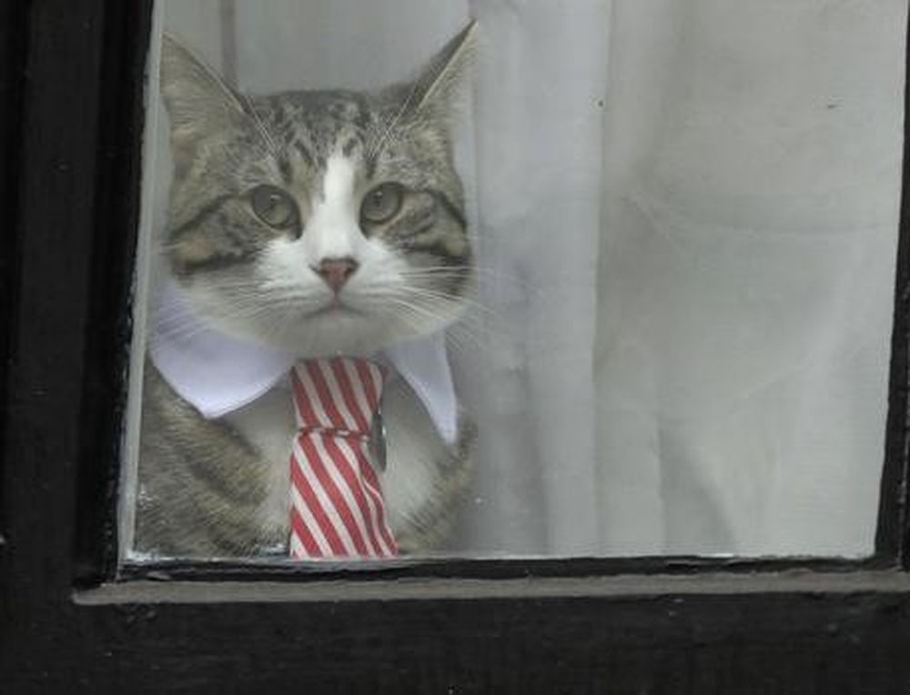 Assange: durante l’interrogatorio del fondatore di WikiLeaks compare il suo gatto in cravatta