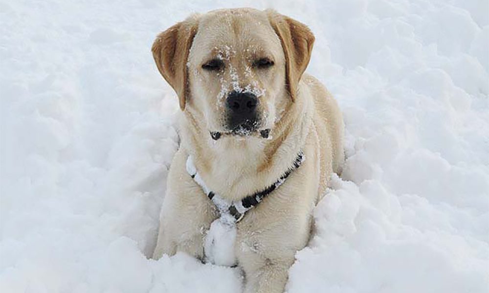 Guardate cosa combina questo labrador sulla neve… [VIDEO]