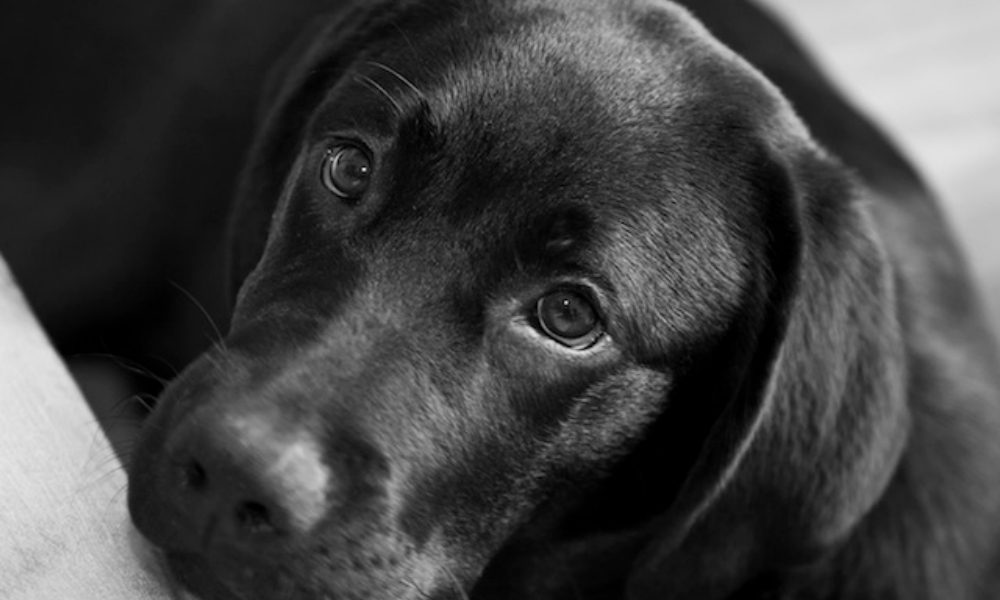 I cani sono notoriamente degli animali molto golosi e spesso, pur di ottenere il loro snack preferito, sono in grado di pensare qualsiasi stratagemma, esattamente come questa femmina di Labrador nero ripresa mentre conduce un' umana dolcemente verso la ciotola dei suoi biscotti preferiti prendendole delicatamente la mano con la bocca e portandola fino alla destinazione prescelta. I Labrador sono cani molto intelligenti e anche molto determinati. Il loro modo di essere molto "umani" negli atteggiamento è davvero irresistibile e la gentilezza e la tenerezza con cui questa cagnetta riesce a far capire le proprie intenzioni è un modo davvero geniale per ottenere la sua ghiotta ricompensa…