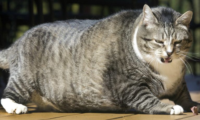 Tutti pazzi per Logan: il gatto più obeso del mondo [VIDEO]