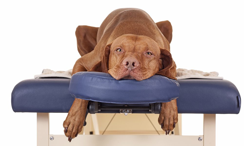 Dog massage: tecniche di massaggio per cani