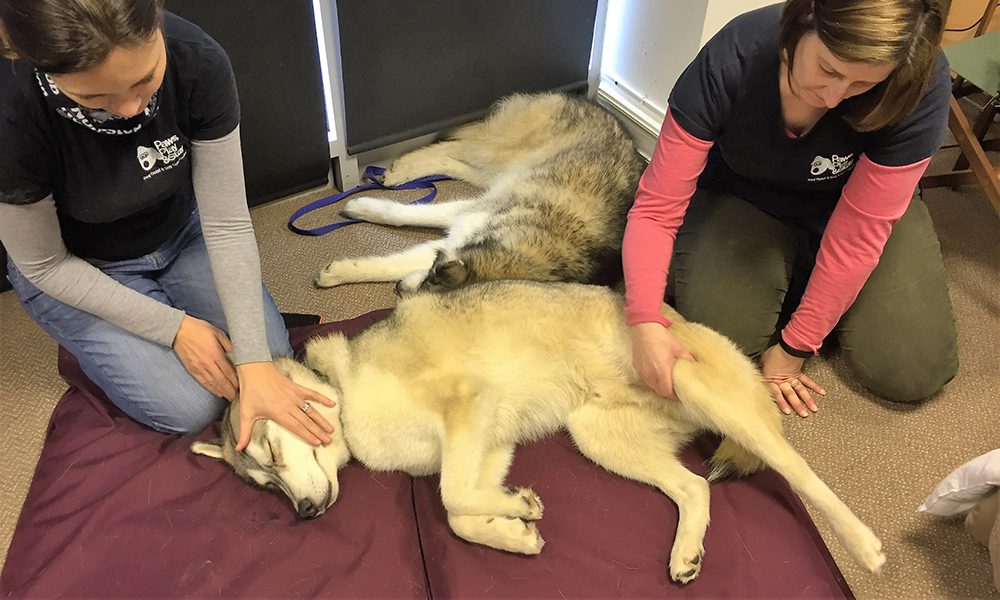 Dog massage: tecniche di massaggio per cani