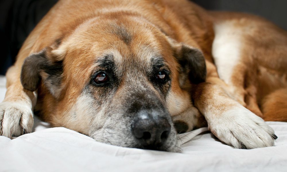 Decapita la sua cagnolina anziana e malata per non pagare l’eutanasia