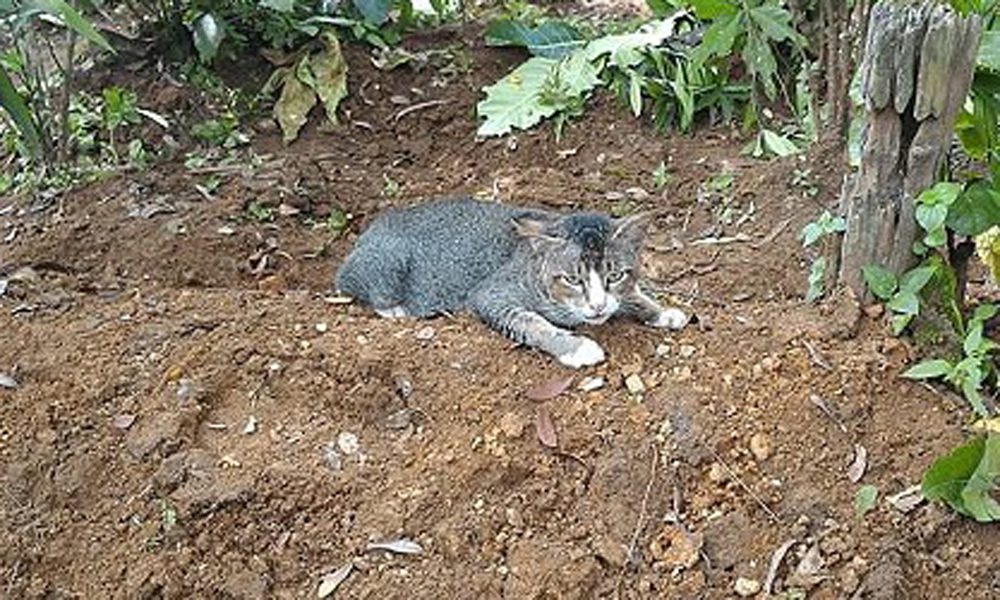 Un gatto veglia la tomba di una donna ogni giorno: il motivo è commovente