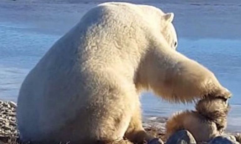 Orso polare gioca teneramente con un cagnolino [VIDEO]