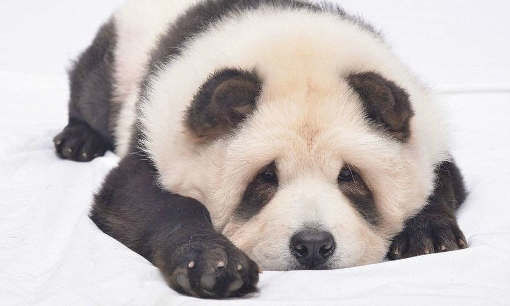Pandog: il cane identico a un panda [VIDEO]