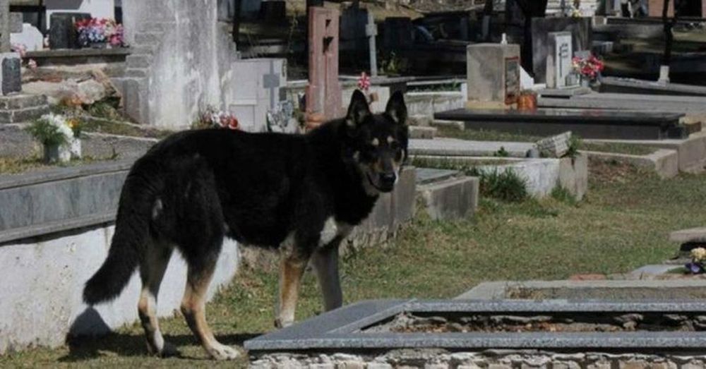 Questo cane vive da 9 anni sulla tomba del suo amato umano 