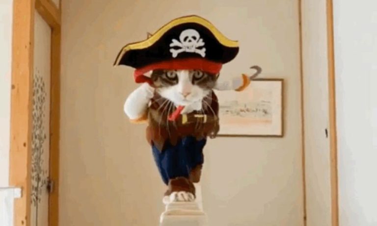 Pirate Cat: “Sono o non sono il Capitan Uncino?” [VIDEO]
