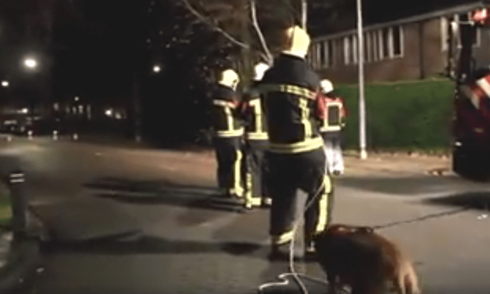 Il cane pompiere aiuta i colleghi a "due zampe": il risultato è sorprendente [VIDEO]