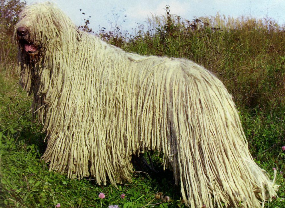 Puli: il pastore ungherese dal tipico manto cordato
