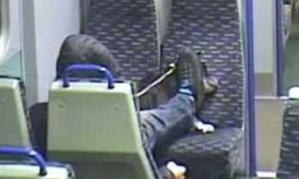 Orrore in treno: pesta a sangue il suo cane e ne causa la morte perché aveva sporcato il sedile
