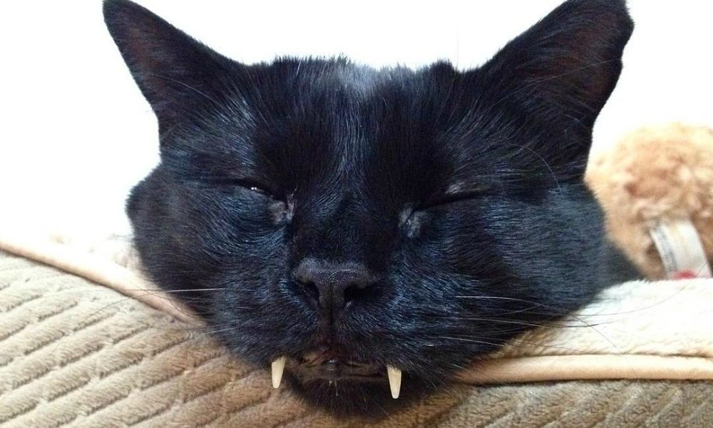 Il gatto vampiro diventa una star del web