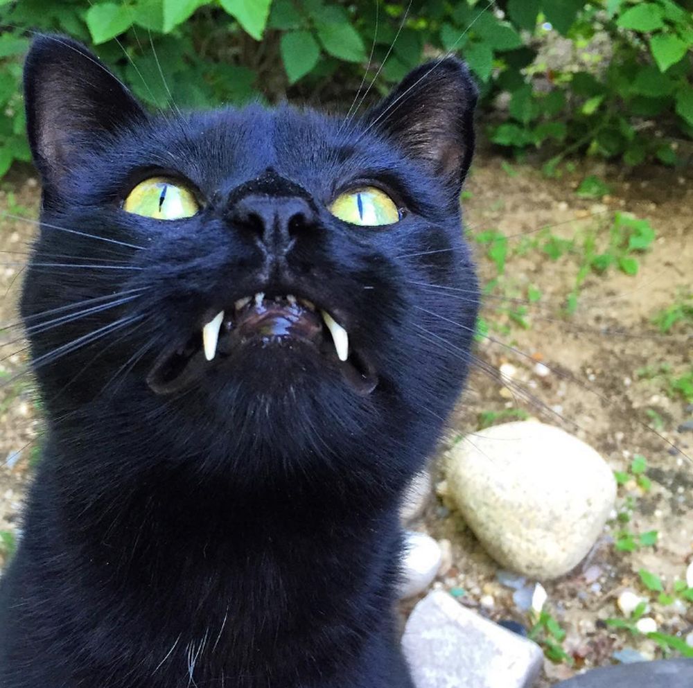 Il gatto vampiro diventa una star del web