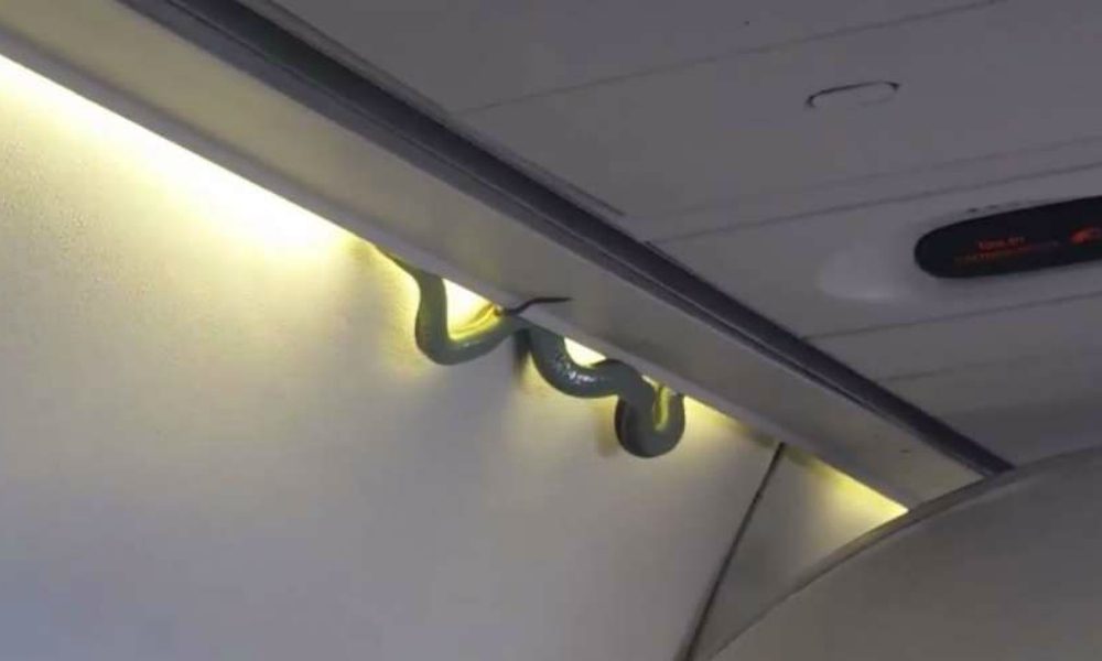 Panico in volo: sull’aereo appare un serpente velenoso [VIDEO]