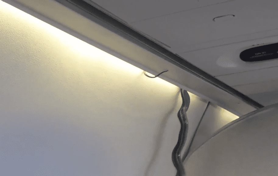 Panico in volo: sull’aereo appare un serpente velenoso [VIDEO]