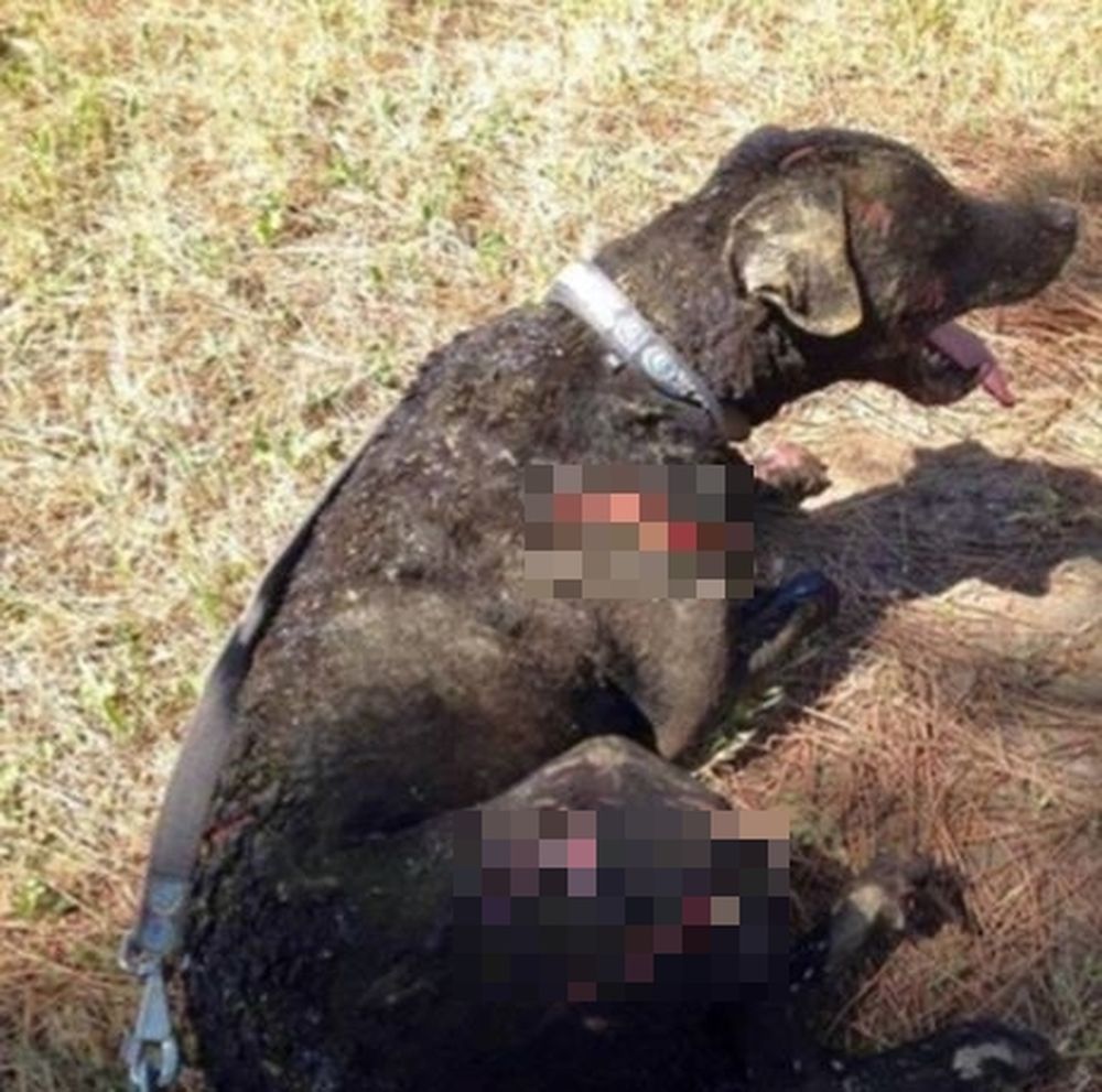Sentenza scandalo: massacrò un cane a picconate e poi lo bruciò vivo, il Tribunale lo ha assolto