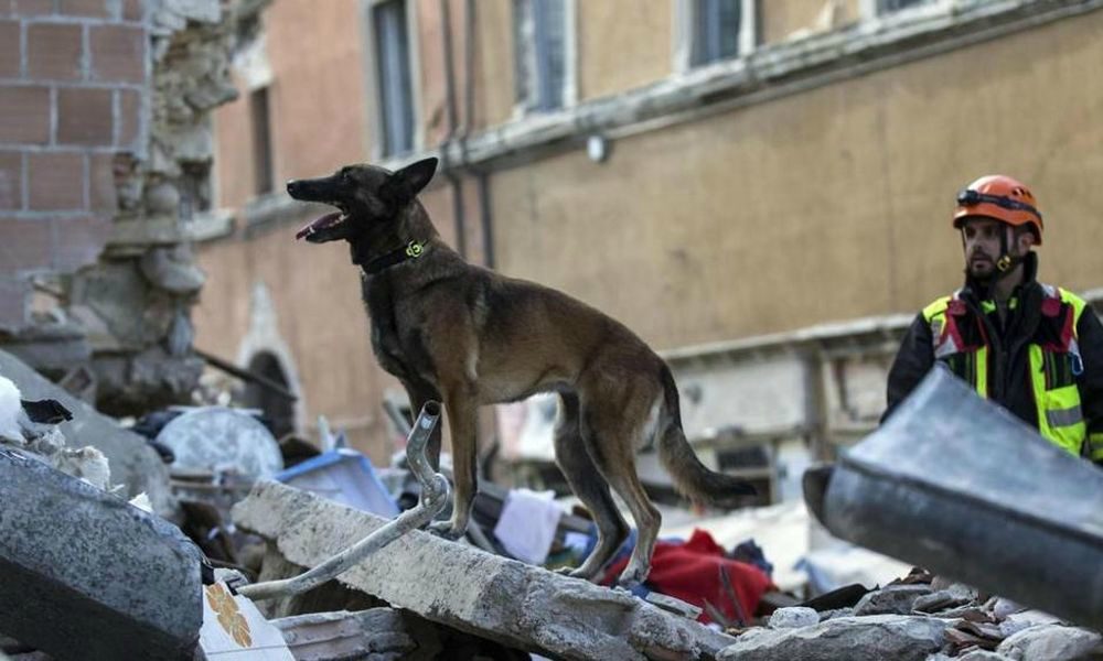 Emergenza terremoto: numeri utili per soccorso e aiuti animali