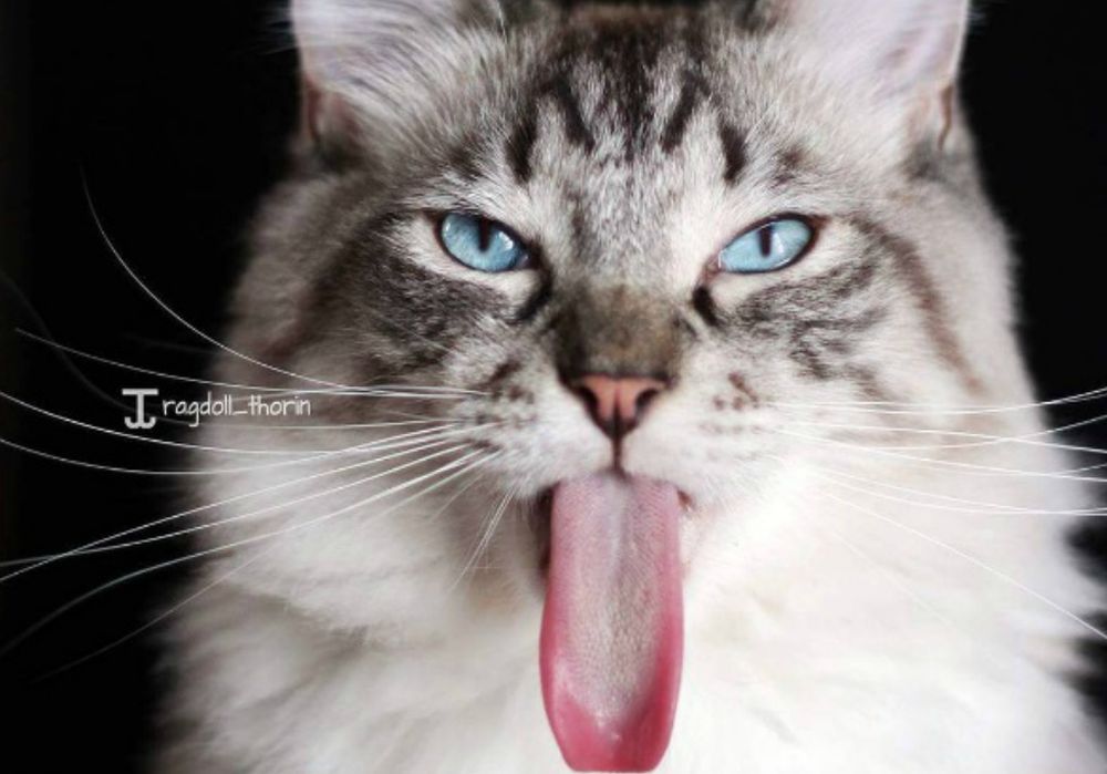 Thorin: il gatto dalla lingua più lunga del mondo [FOTO+VIDEO]