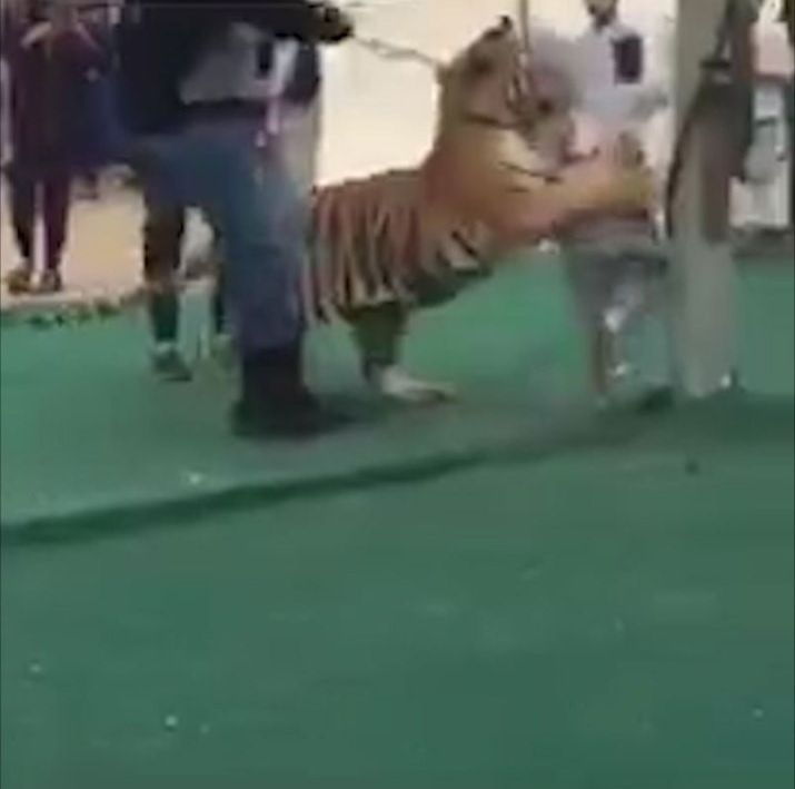 Immagini shock: enorme tigre attacca una bambina per strada [VIDEO]
