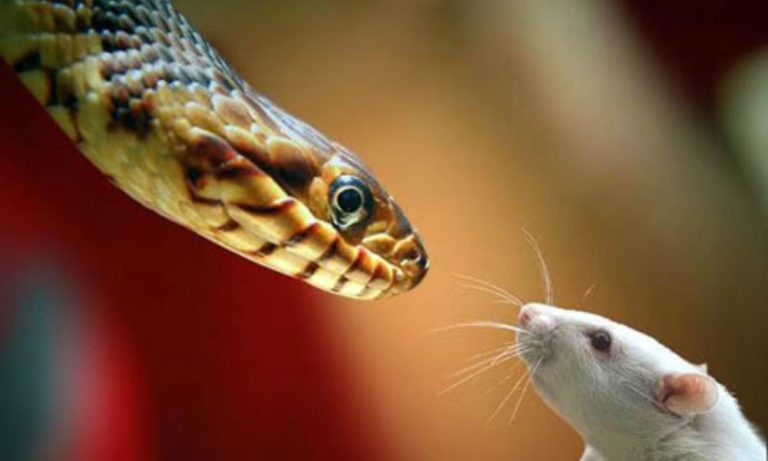 Scontro tra un topo e un serpente: l’eroico gesto di una madre  [VIDEO]