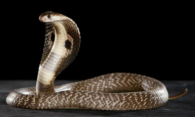 Scoperta shock: cobra sbuca dai tubi e semina il panico [VIDEO]