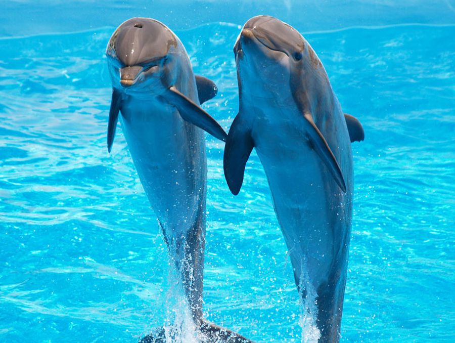 Difendiamo i delfini dagli air gun: la petizione lanciata da Marevivo