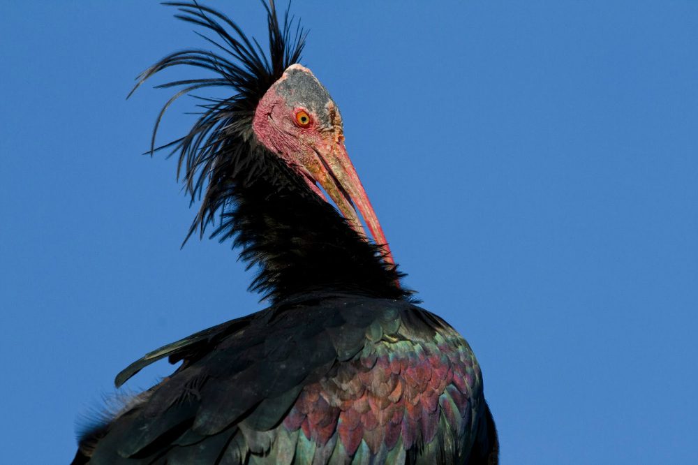 Scoppia la rivolta contro i bracconieri: abbattuto Ibis eremita, a rischio di estinzione