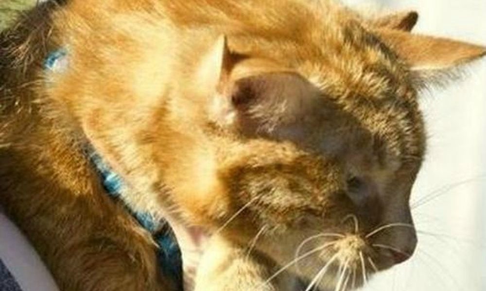 L’incredibile caso del gatto nato con quattro orecchie