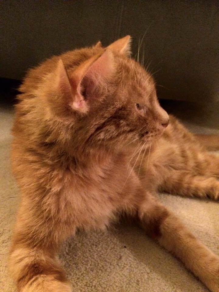 L’incredibile caso del gatto nato con quattro orecchie