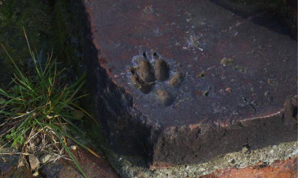 Incredibile scoperta a Torino: rinvenuta l’impronta di cane risalente a 2.100 anni fa