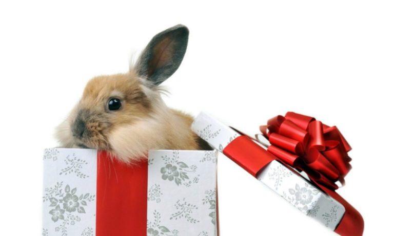 Cinzia Sona, La voce dei conigli: “Non regalate animali a Natale” [ESCLUSIVA]