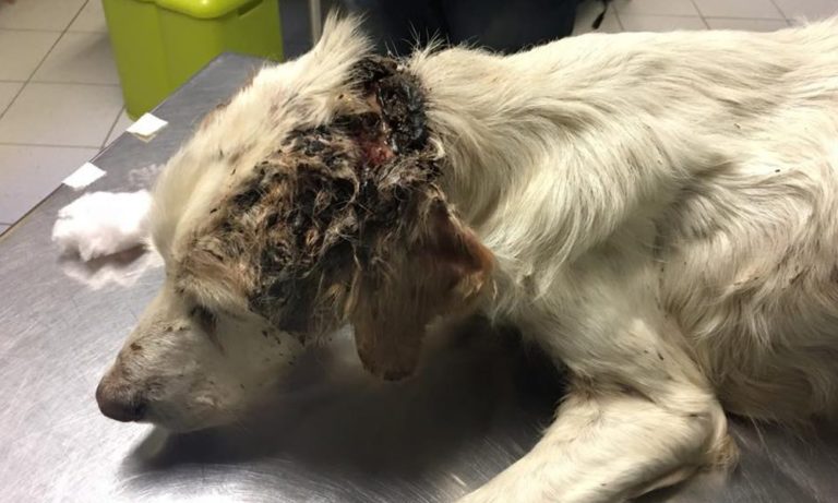 Cane anziano recuperato dalle fogne: è il nuovo “paziente” della Duemari