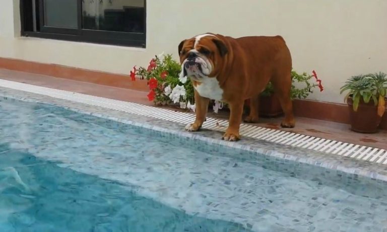Un bulldog e una piscina: prove di nuoto… [VIDEO]