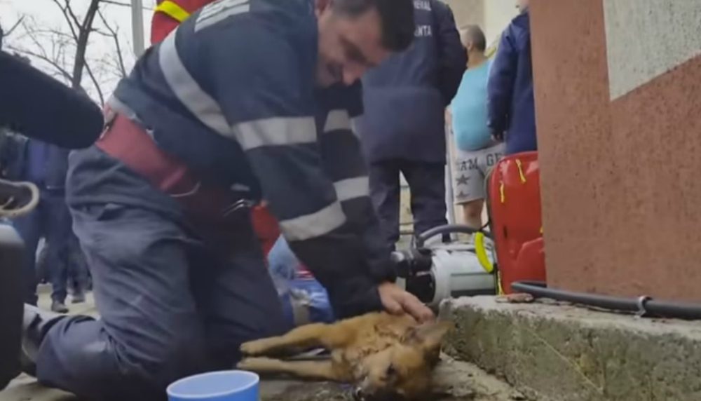 Salvataggio estremo: cane miracolosamente rianimato torna respirare dopo aver perso ogni speranza [VIDEO]
