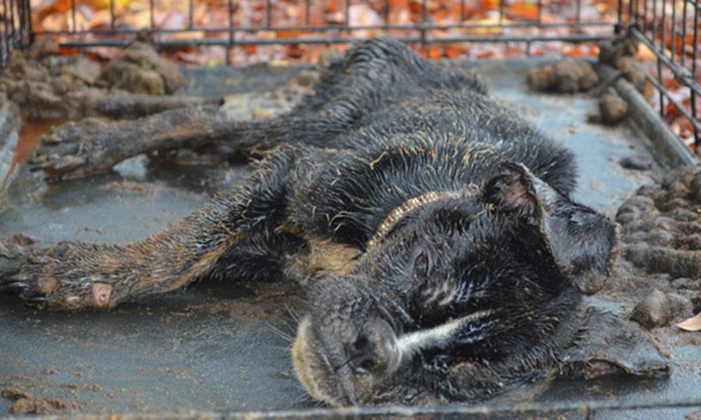 Il cane nella gabbia sembra una mummia: l'incredibile rinascita di Sophie [FOTO]