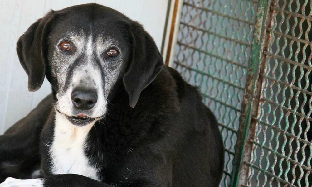 “Aggiungi un nonno a tavola”: un Natale diverso per aiutare i cani più anziani