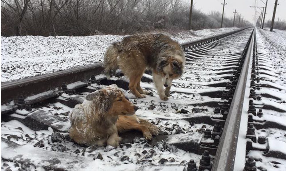 Il cane sui binari è ferito: l'amico lo protegge dal treno [VIDEO]