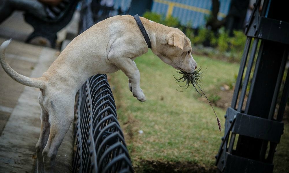 Insegue il suo cane e viene travolta da un’auto in corsa