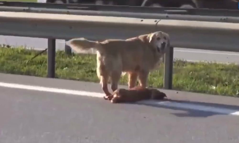 Cane tenta disperatamente di soccorrere l’amico investito [VIDEO]